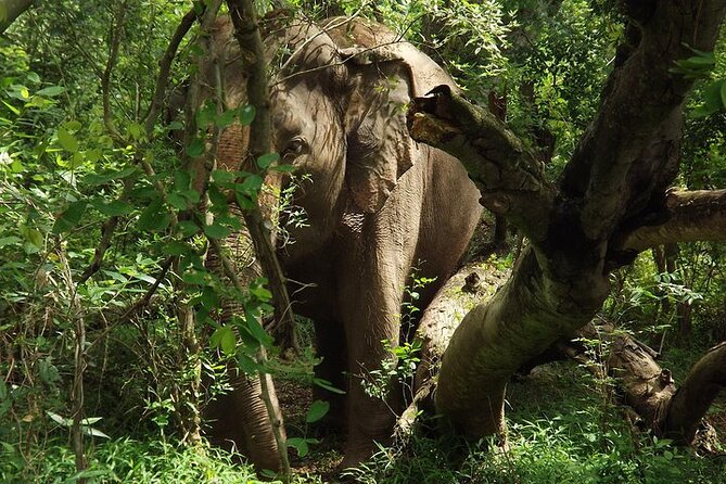 Private Tour to Kanchanaburi Death Railway and Elephant Haven - Elephant Haven: feeding, bathing, and getting soaked