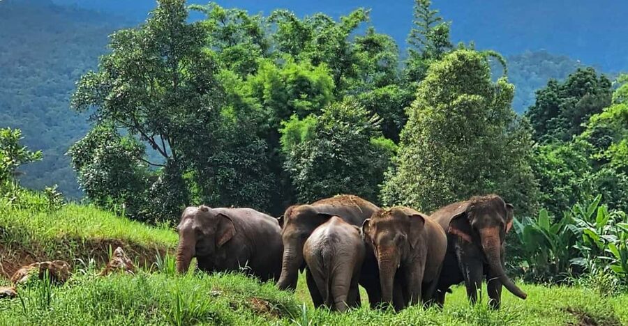 Rantong elephant sanctuary Chiangmai - Guides, languages, and comfort