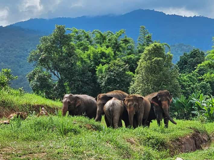 Rantong elephant sanctuary Chiangmai - Coffee, tea, and the countryside setting
