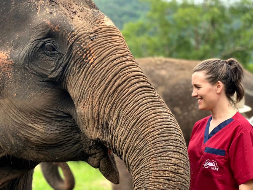 Rantong elephant sanctuary Chiangmai - Feeding the elephants by hand