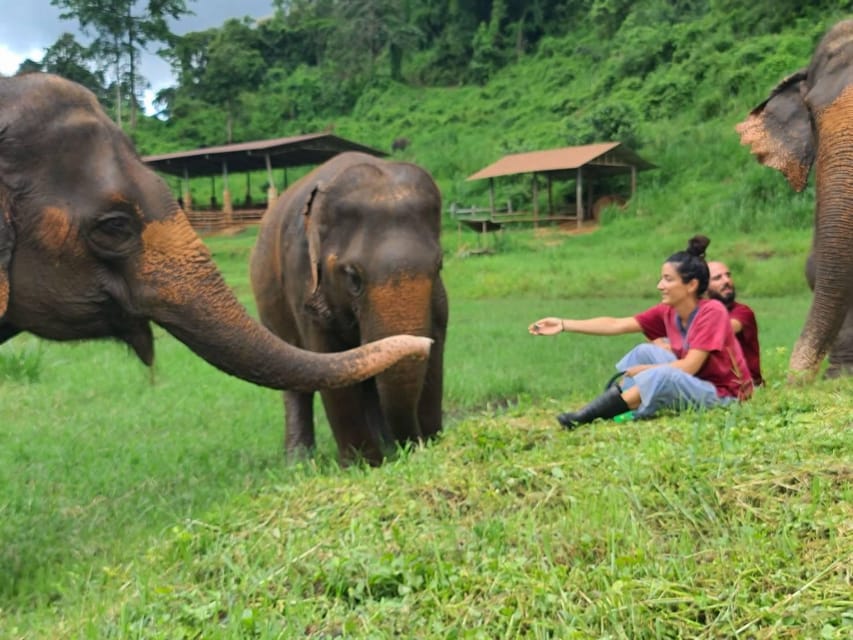 Rantong elephant sanctuary Chiangmai - Walking among elephants, with no riding