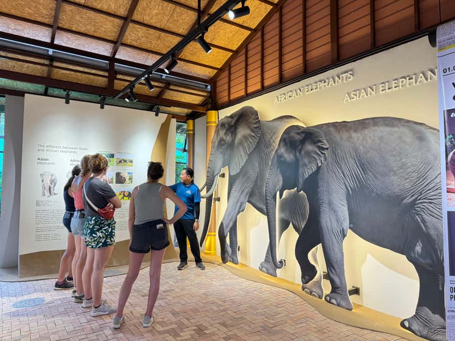 Samui:Elephant Jungle experience & The First Elephant Museum - Key points before you book