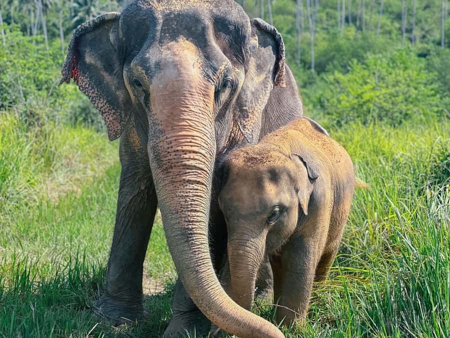 Samui:Elephant Jungle experience & The First Elephant Museum - Food, nutrition, and the feeding encounter