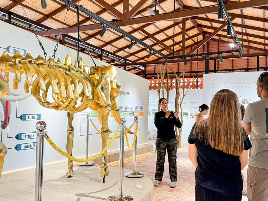 Samui:Elephant Jungle experience & The First Elephant Museum - Making seed bombs for the forest