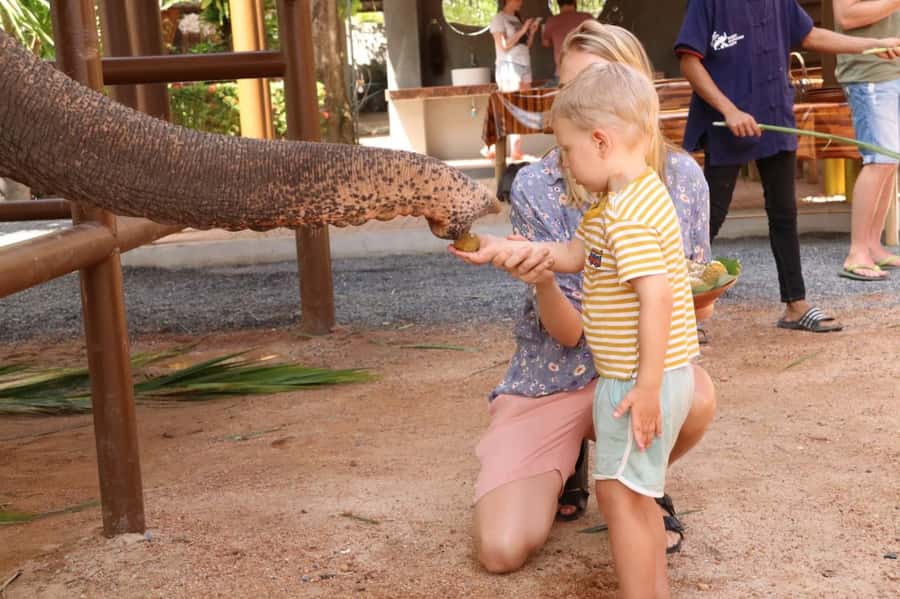 Samui: Elephant Nutrition and Care Education Experience - Key points to know before you go