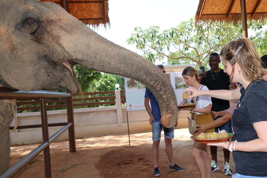 Samui: Elephant Nutrition and Care Education Experience - Meeting the elephants without turning them into props
