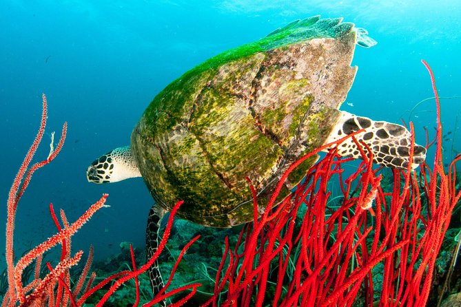 Scuba Diving Day Trip at Koh Chang – 2 Dives - What the $130.39 price really covers