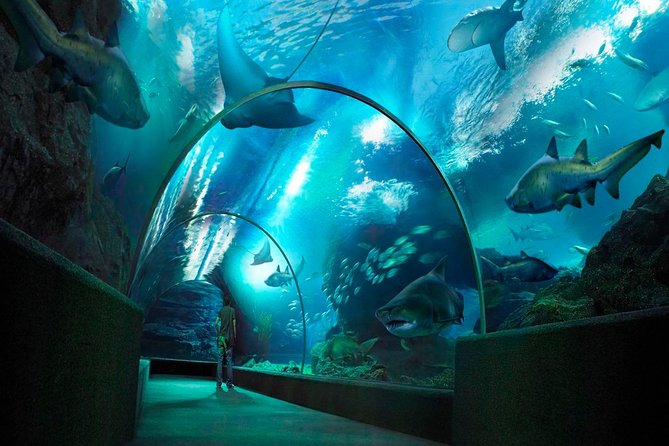 Sea Life Bangkok Ocean World Tickets - Why SEA LIFE works well in Bangkok