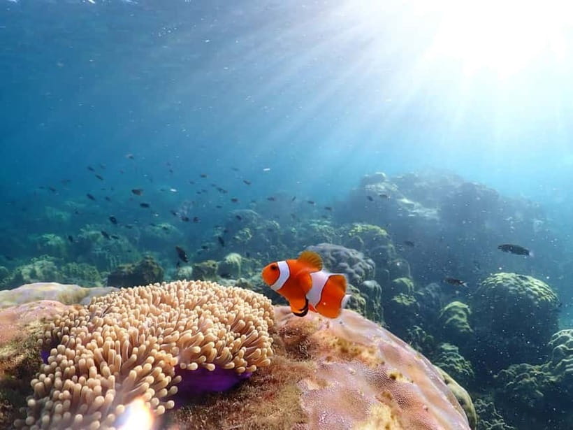 Snorkel & Chill: Nemo Island Trip from Pattaya - What $41 really gets you
