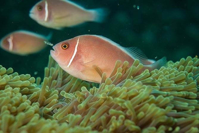 Snorkeling Adventure at Koh Chang – Departing from Koh Chang - Who will enjoy this Koh Chang boat trip?
