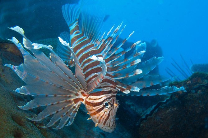 Snorkeling Adventure at Koh Chang – Departing from Koh Chang - Three underwater stops, with conditions that can change