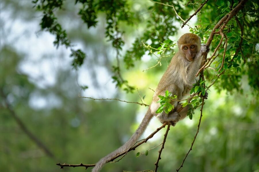 Sok River: Bamboo Raft Ride, Monkey Temple & View Point Tour - Practical details for a smoother morning