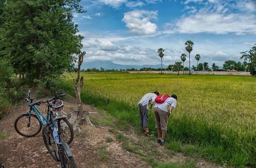 Sukhothai: Half-Day Countryside Bike Tour - Lunch, snacks, and a welcome pause