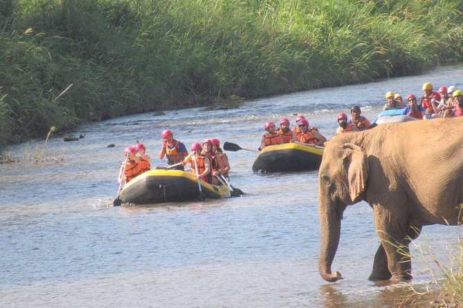 Top Pick - Full or Half Day @Elephant in Wild Sanctuary ChiangMai - Meeting the elephants without riding